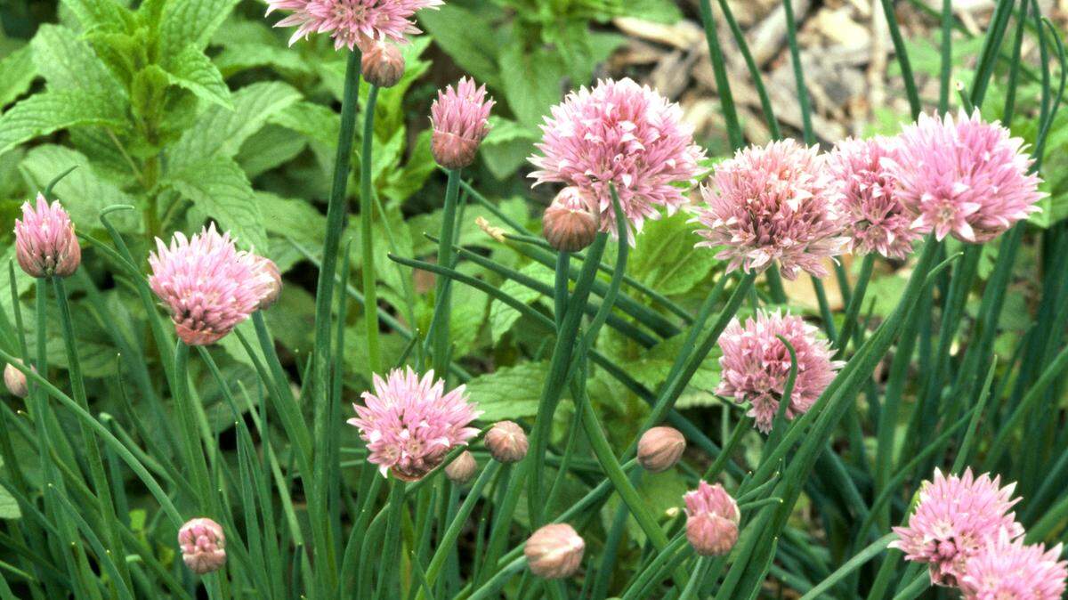 Chives make lovely bordering herbs, and can be used in salads, on potatoes and in dozens of other ways.