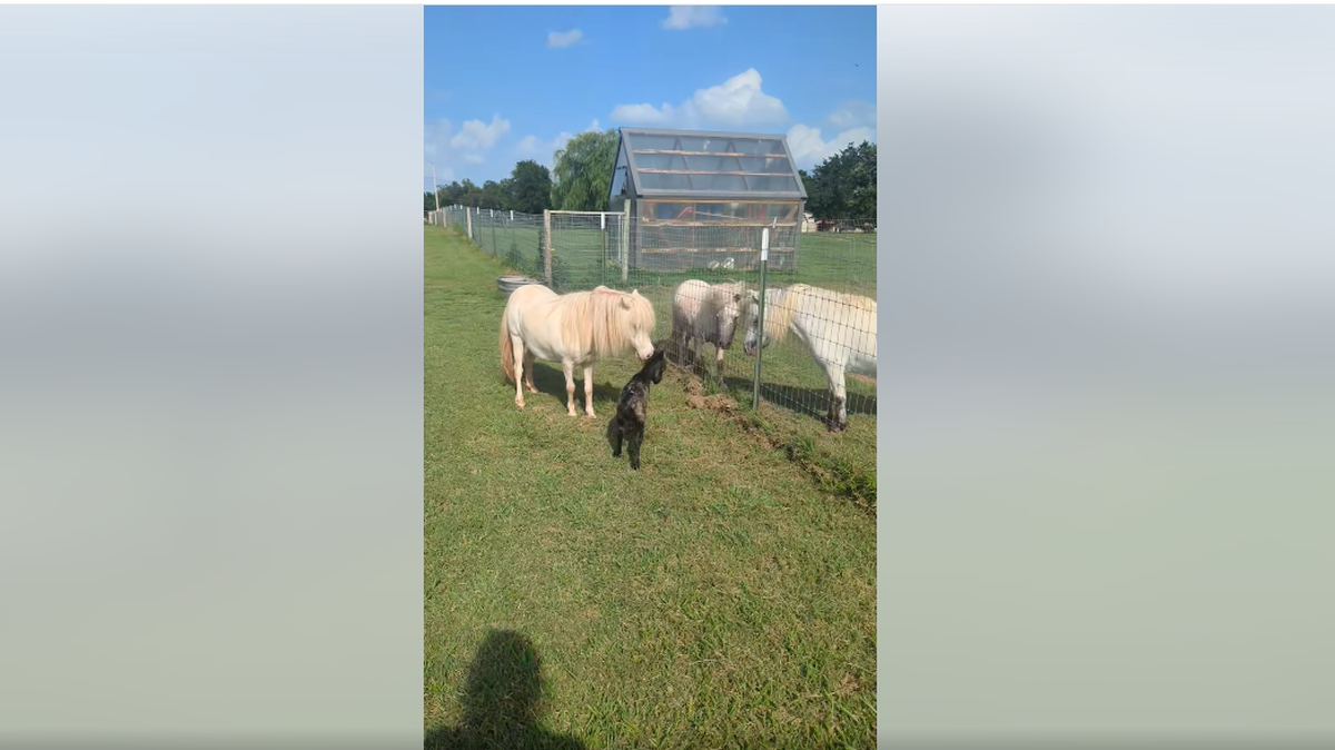 Mama and her new foaling