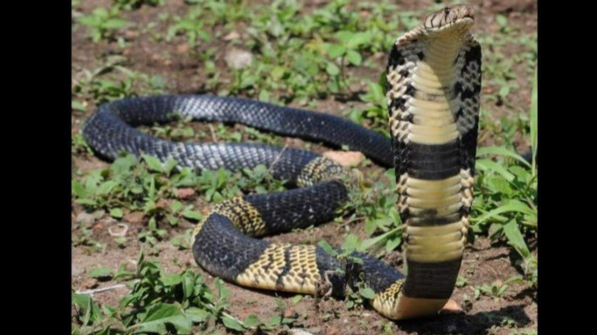 This is a photograph of a West African banded cobra similar to one that went missing in a Grand Prairie residential neighborhood. The owner has been arrested in the case, Grand Prairie police said..