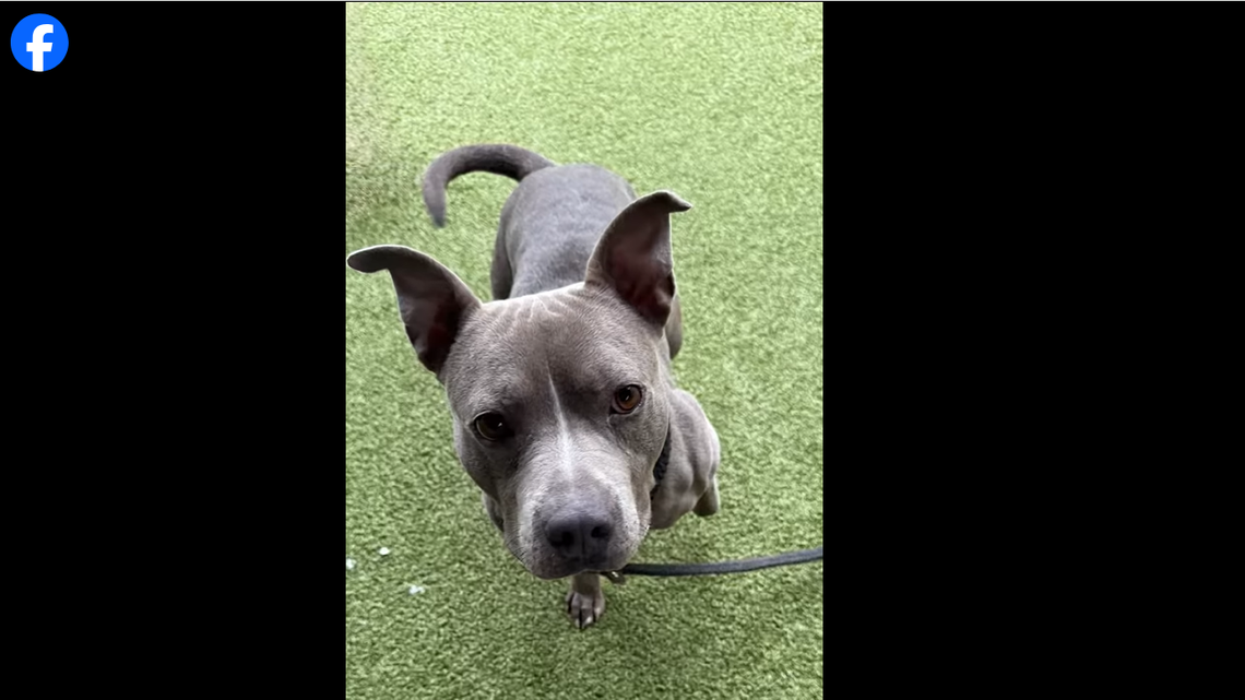 This pup prefers to have her human all to herself.