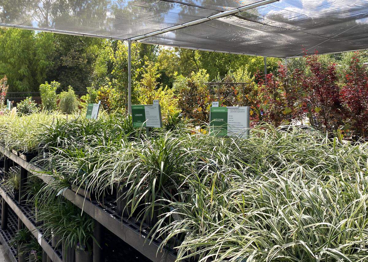 Groundcovers are ready for fall planting.