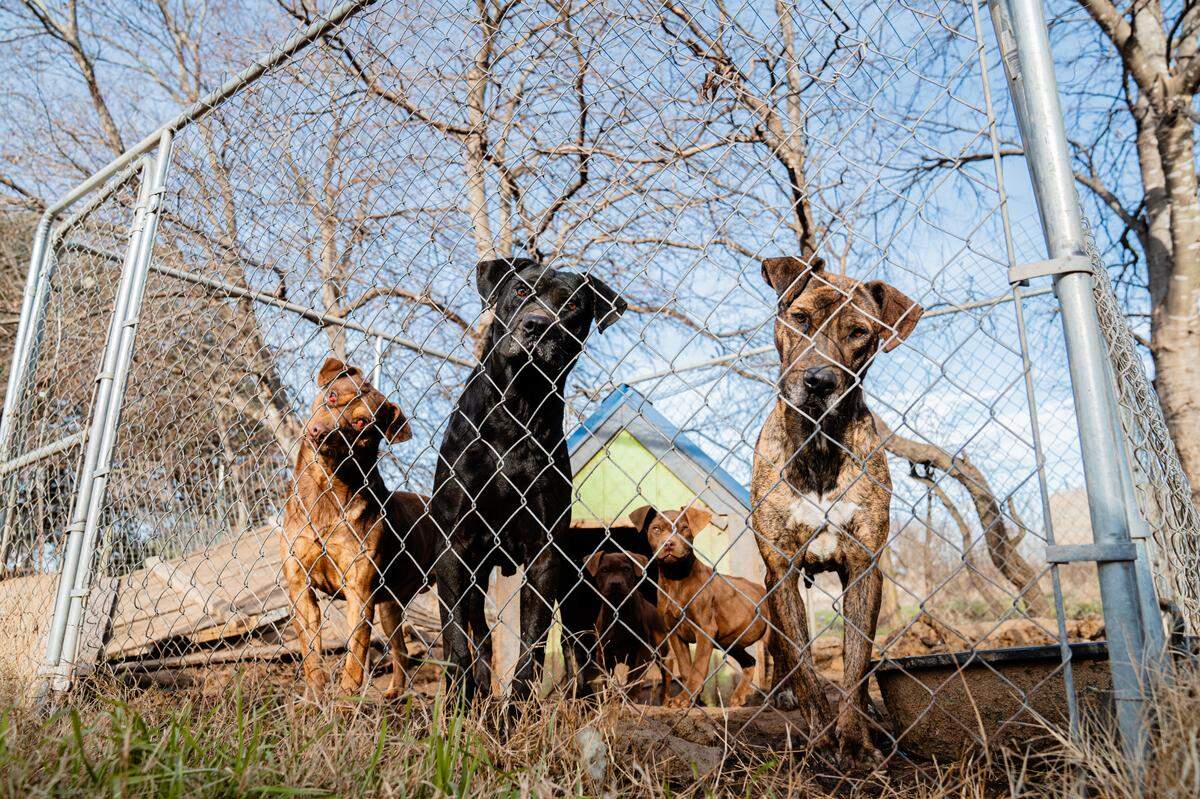 The Humane Society of North Texas rescued 30 abandoned dogs from a home in Burleson.&nbsp;