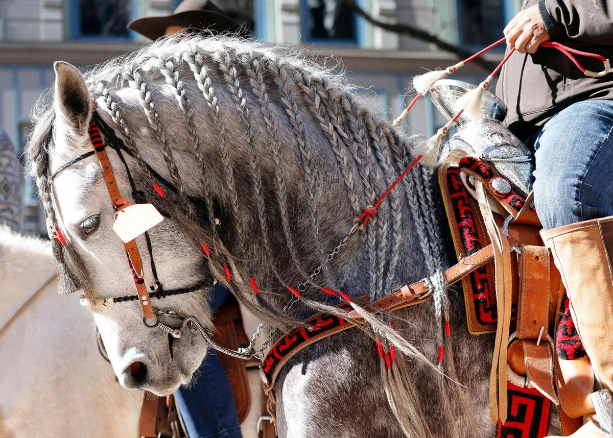 Details in preparing horses for the parade took hours for the Fort Worth Stock Show and Rodeo parade in Fort Worth, Texas, Saturday, Jan, 13, 2024. (Special to the Star-Telegram Bob Booth)