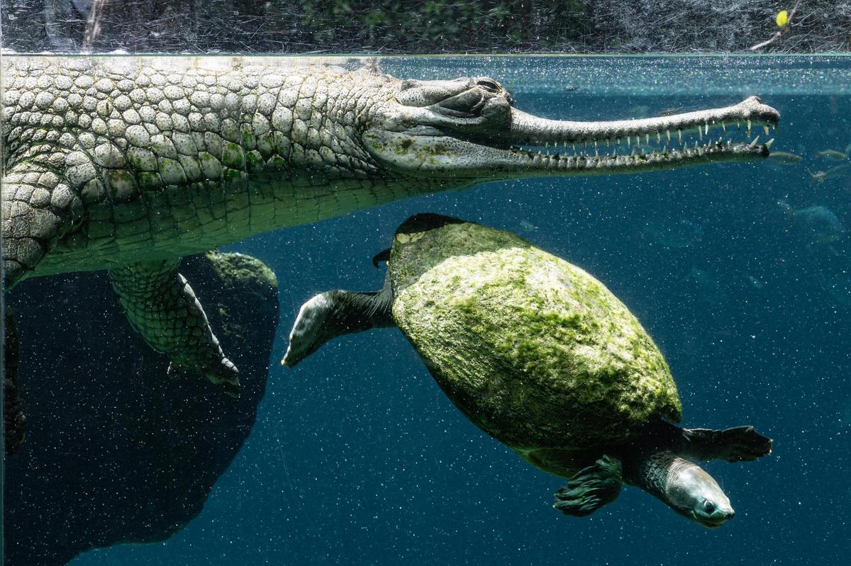 An adult gharial swims with a Fly River Turtle in their area at the Fort Worth Zoo on Wednesday, July 9, 2025. This is the zoo’s third year in a row to successfully hatch gharial newborns, a critically endangered species.