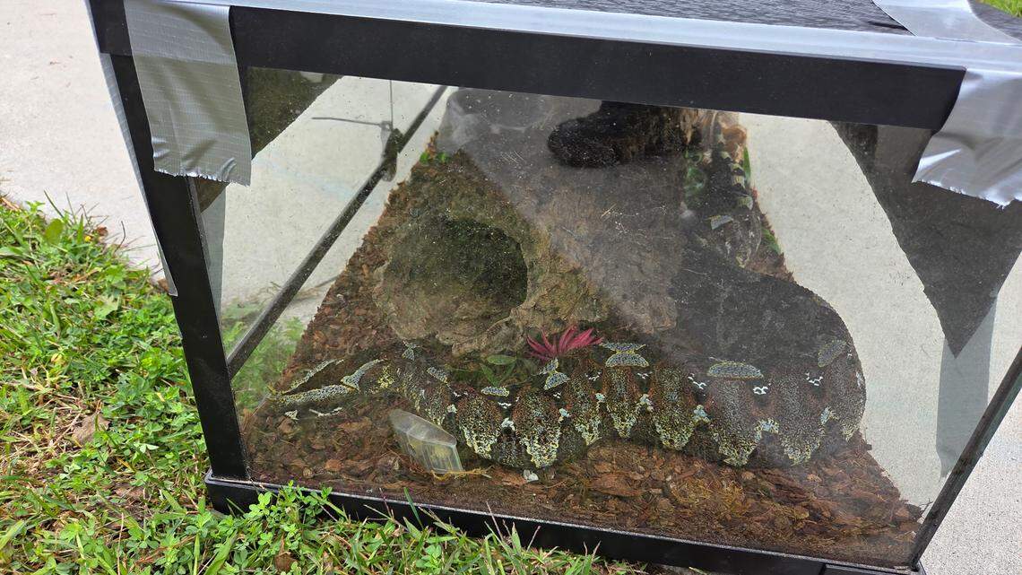 One of the venomous snakes that was seized during the operation.