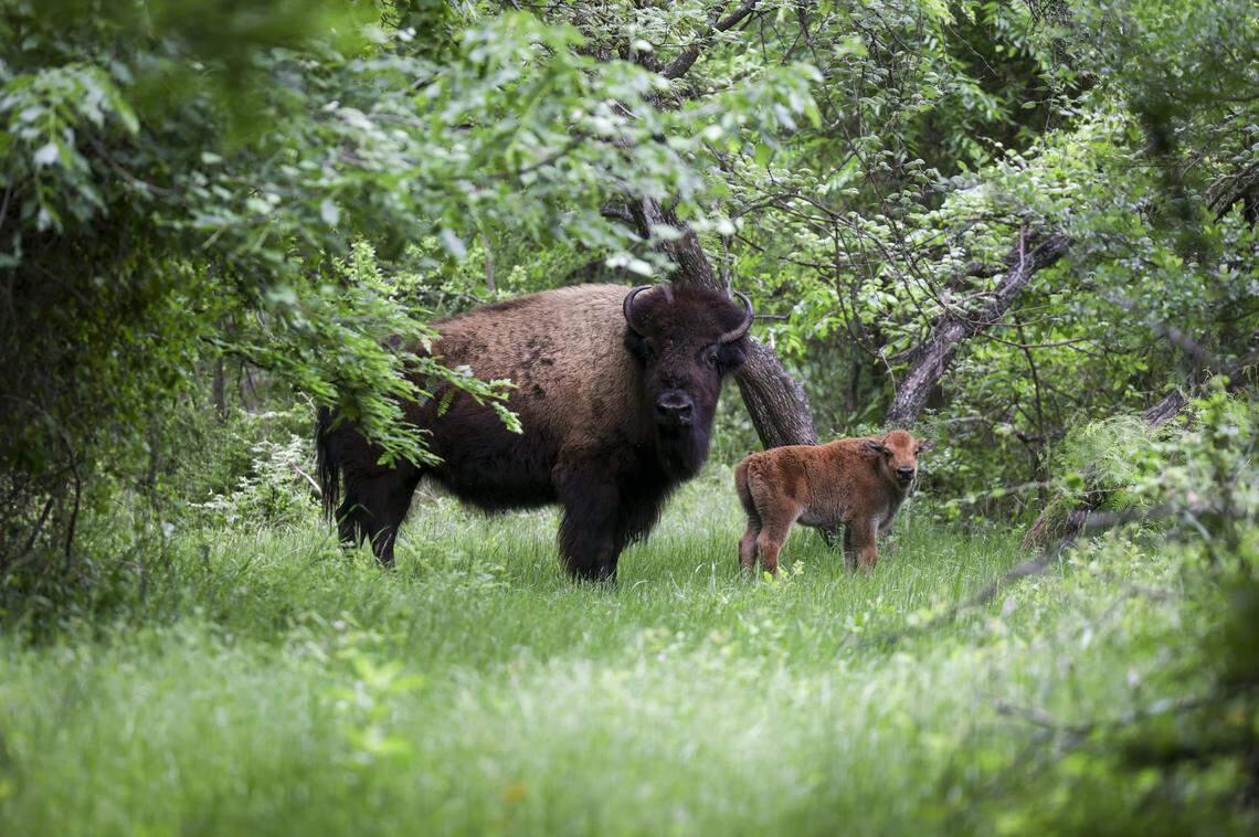 A cow and her calf are tucked away deep in the pasture at Fort Worth Nature Center and Refuge on Wednesday, April 15, 2026 in Fort Worth. The calf was born about a month ago.