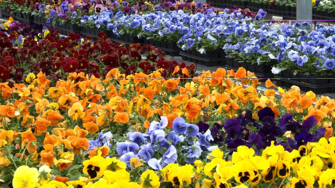 Pansies are prefect for North Texas winters. What to know about planting them