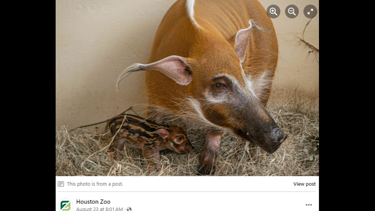 Pinto and her newborn piglet are seen in this photo shared Aug. 23 by the Houston Zoo.