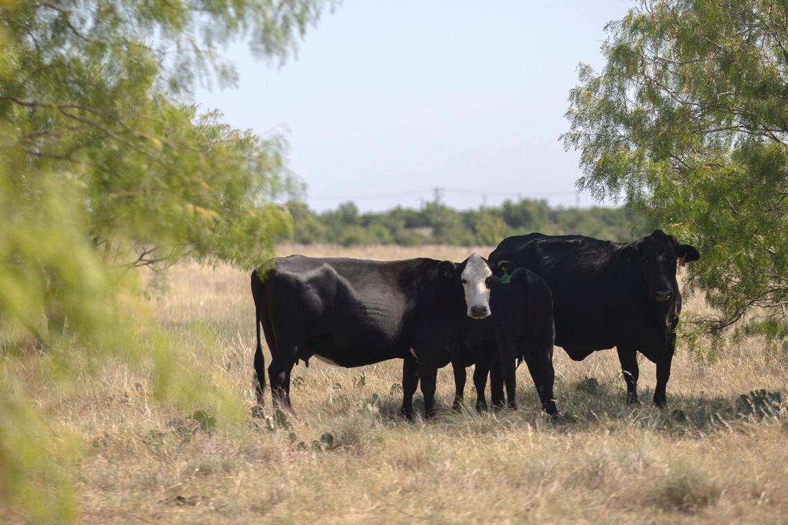 Cows cool off in a retention pond on Bonds Ranch in far north Fort Worth. High heat is dropping water levels in these ponds, and ranchers may have to reduce the size of their herds in response.