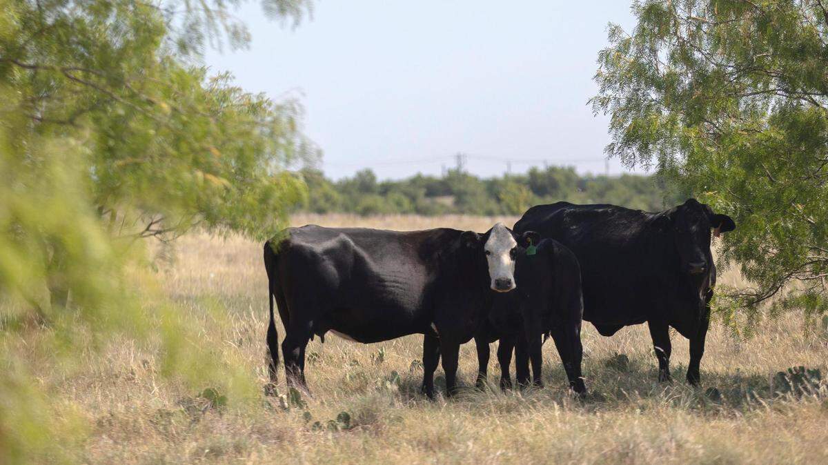 Five people in Cooke County were exposed to rabies after handling infected livestock.