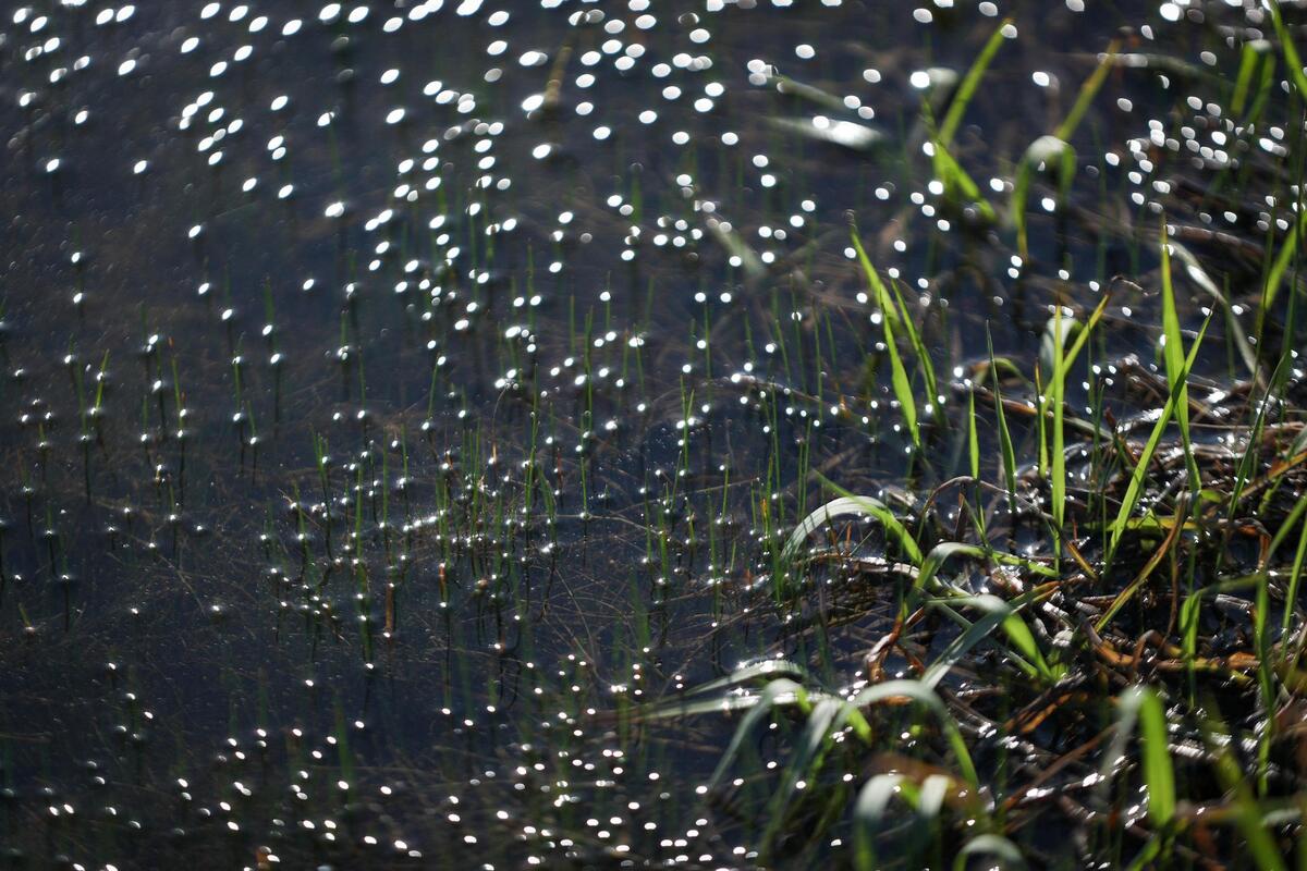 Blades of grass grow in stagnant water off of Shelby Road in Everman, Texas, on Saturday, March 4, 2023.