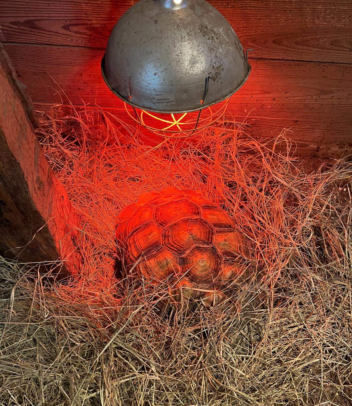A photo of Hoss inside a Hico barn under a heat lamp on a bed of straw.