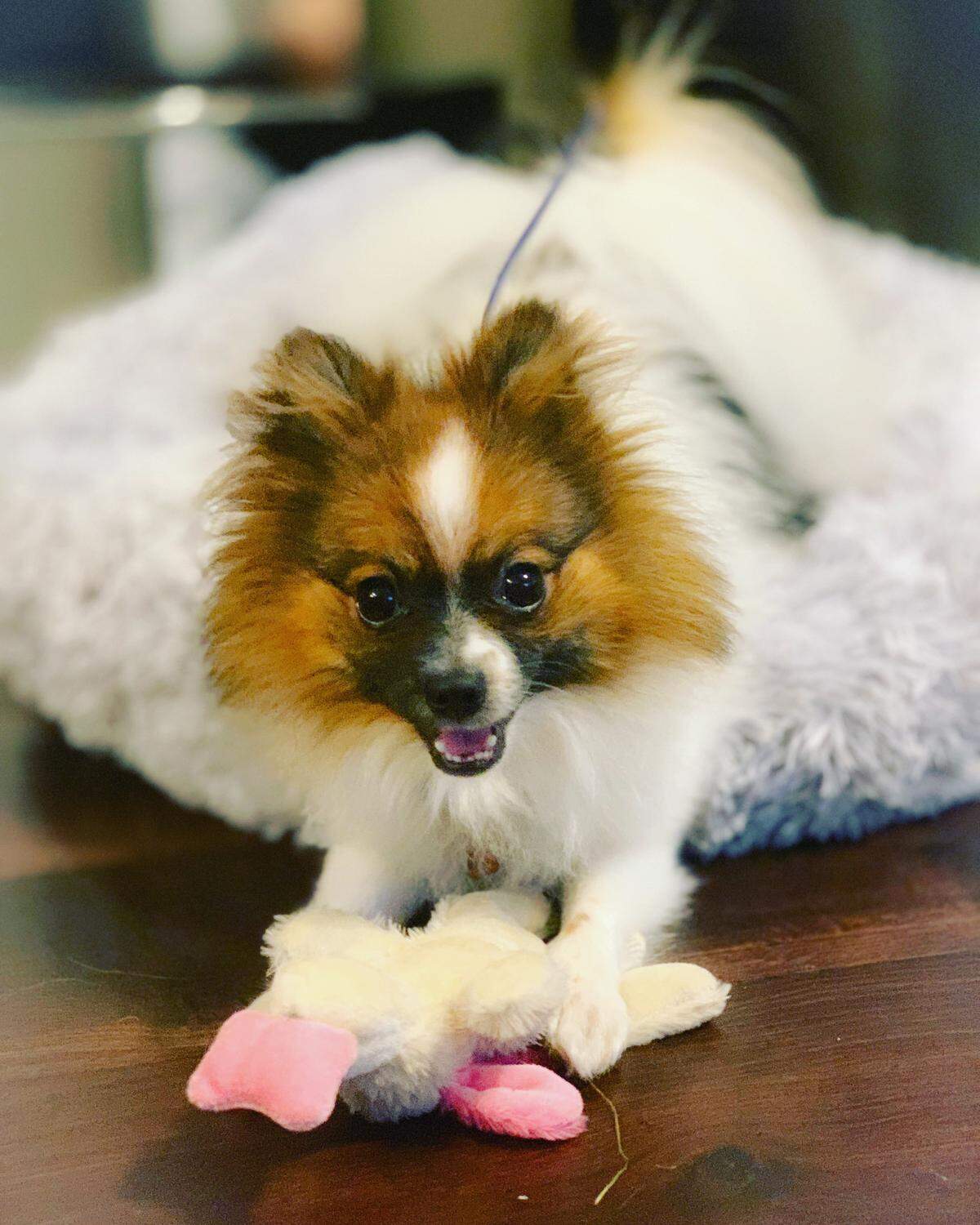 Vinny was one of three dogs who died in a hot car in Fort Worth on July 24.