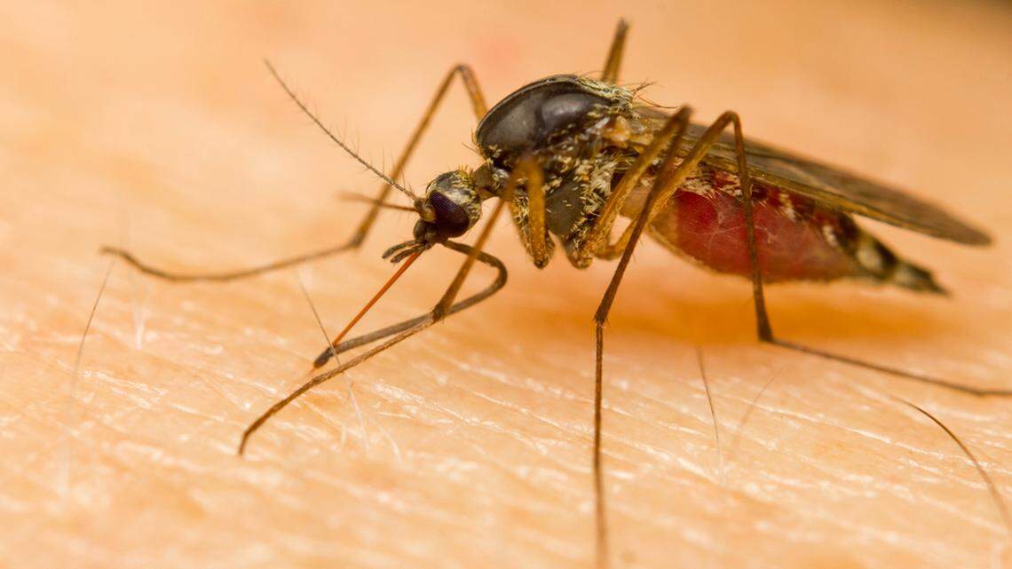 .Tarrant County Public Health has confirmed the first human case of West Nile virus for 2021.