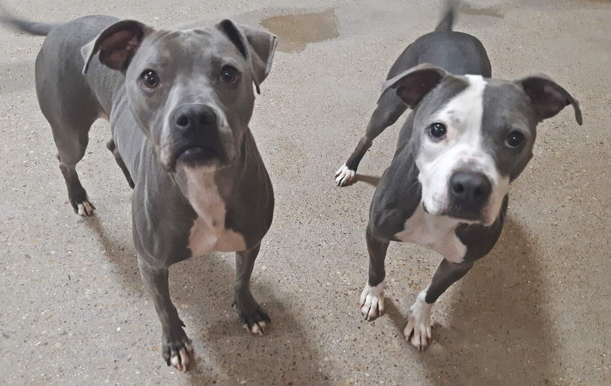 This close brother pair, Smokey and Bandit, get a lot of attention at Hulen PetSmart Charities Adoption Center. They’re friendly, polite and lovable. The Boxer/Terrier, Pit Bulls are 5 and 6 years old. Visit https://petango.com/Adoption-Application?animalId=34656633&shelterId=2324&_ga=2.145697271.298876220.1644516794-495499672.1644516794 to adopt them.