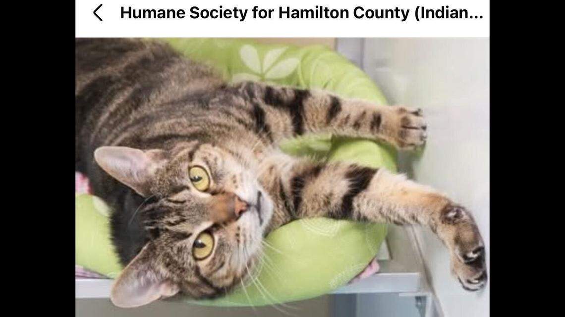 Fiona is a loving cat who adores chin scratches.