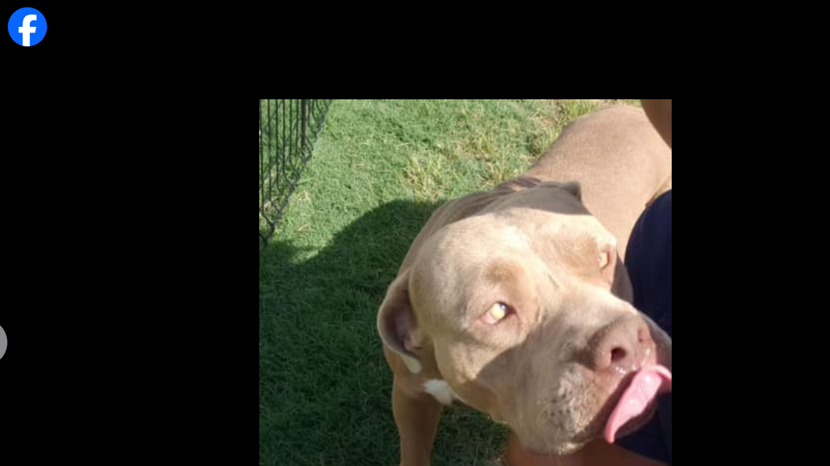 Buster, a pit bull, died in his yard after he was shot by a neighbor on Saturday, Oct. 6, 2024. The man who shot the dog said it was aggressive. Fort Worth police are investigating.
