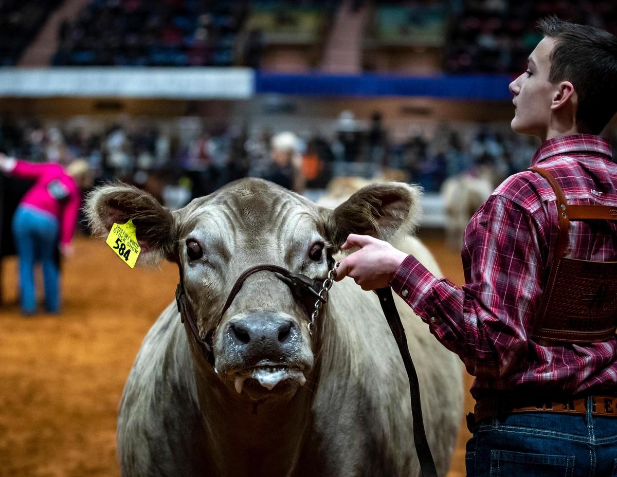 A contestant marches his steer around the arena during the Fort Worth Stock Show and Rodeo’s Jr. Steer Show on Friday, Feb. 3, 2023.