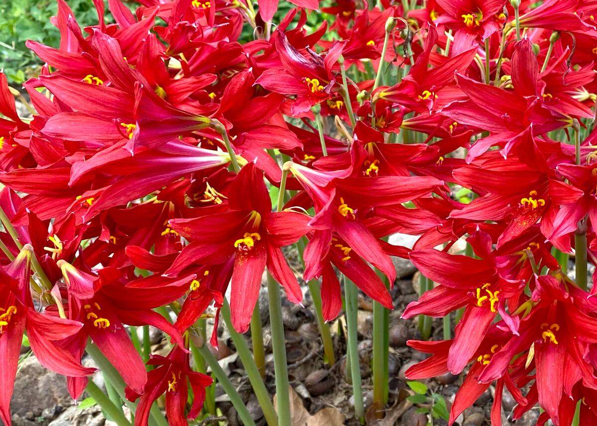 Oxblood lilies grow 12 to 14 inches and are a dependable plant for Texas gardeners.