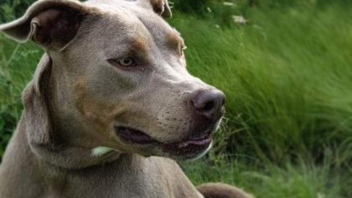 Maggie Moo, a female Weinmaraner and Pointer mix, is one of the dogs available for adoption during the Clear the Shelters campaign.