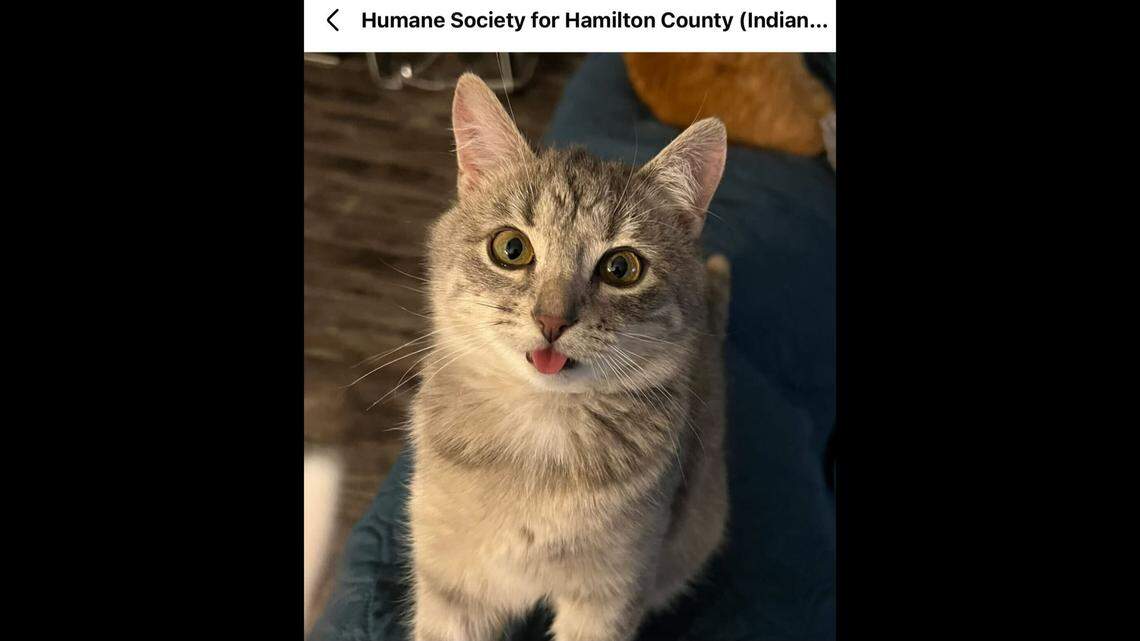 The cutest little blep ever.