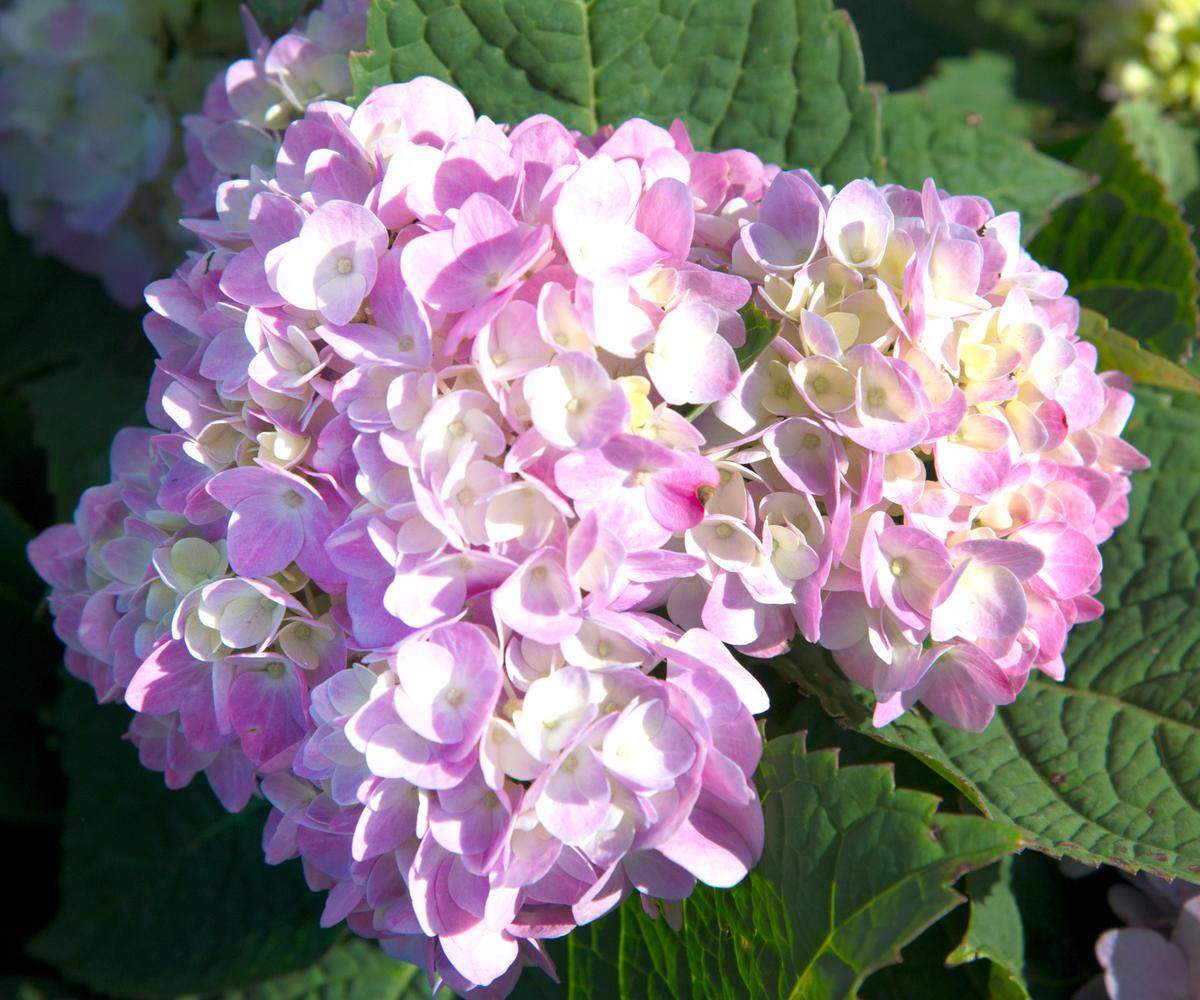 Pale pink hydrangea variety in alkaline soil.