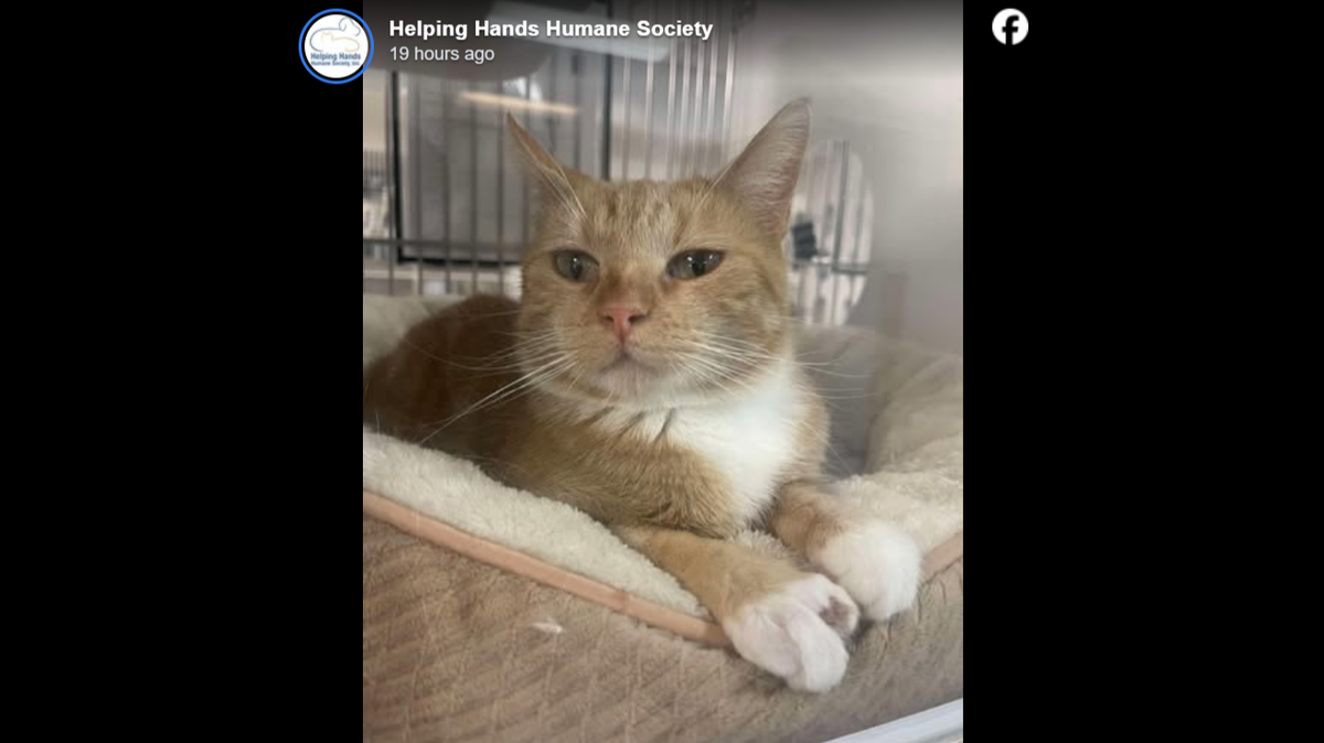 Hashbrown is ready for a loving home.