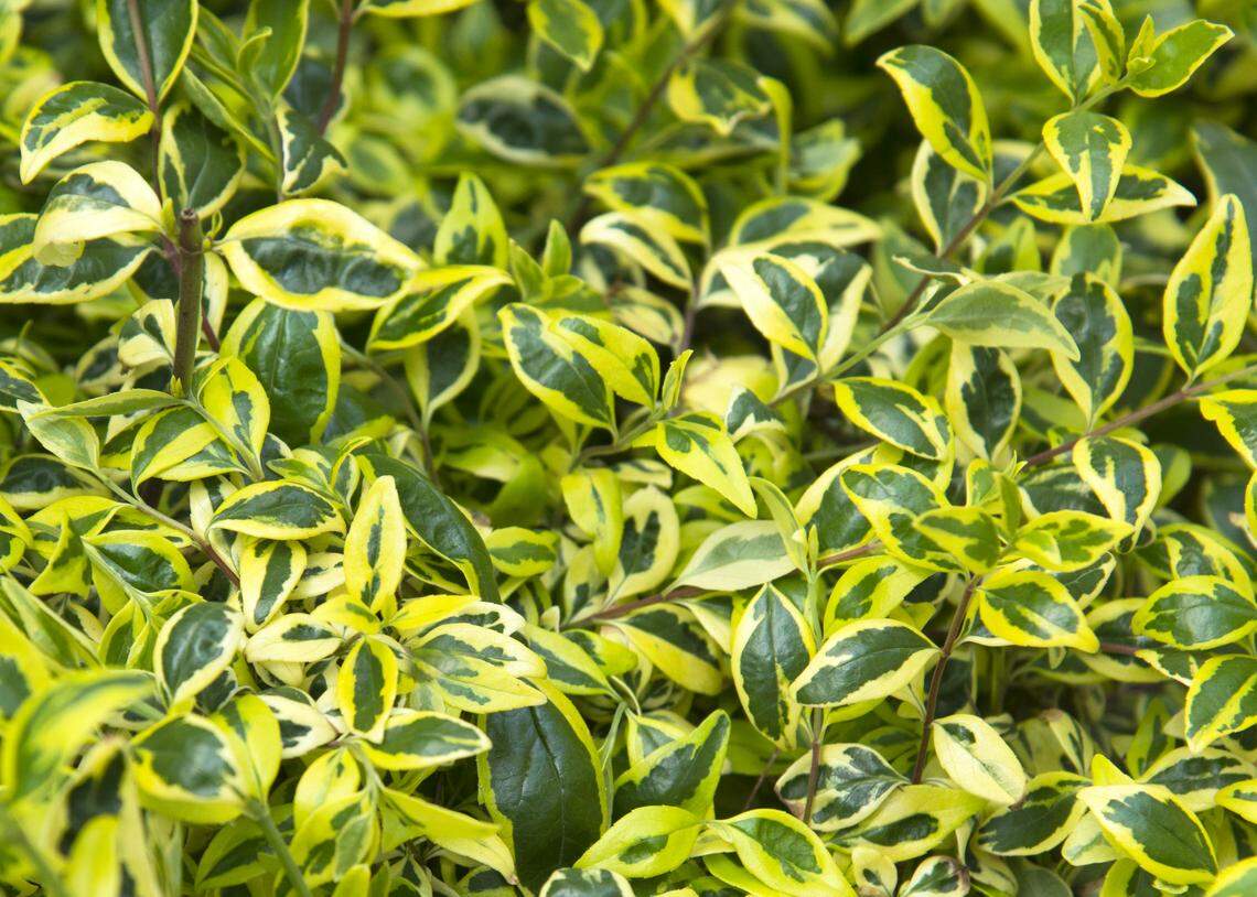 Twist of Lime glossy abelia.