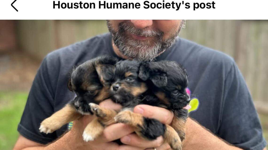 Blossom and her pup siblings.