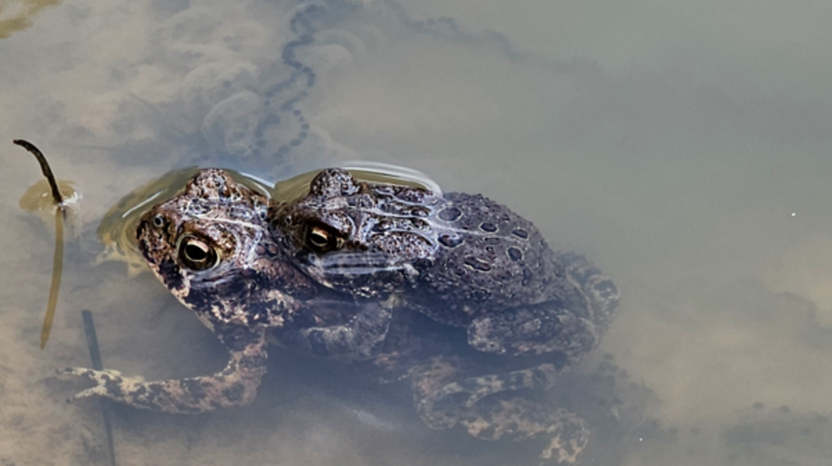 The Fort Worth Zoo released 718,553 endangered Houston toad tadpoles and eggs into their native range.