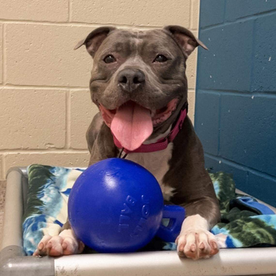 Major and his Jolly Ball