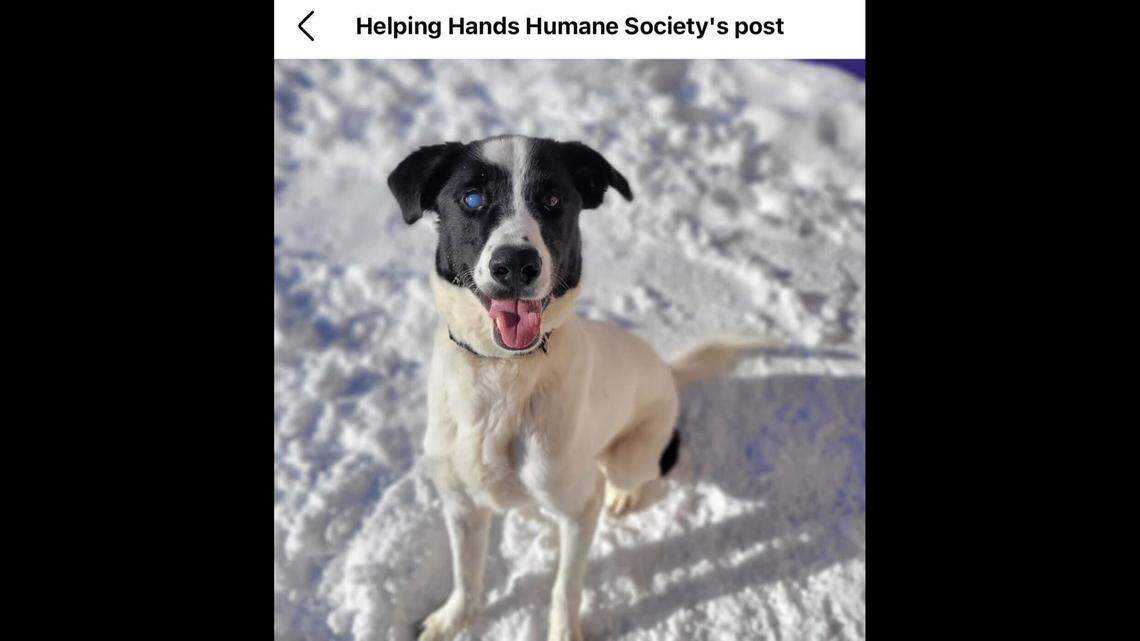 Hank is always ready for playtime.