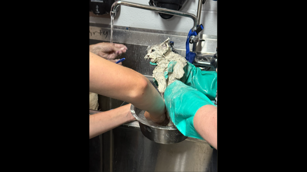 Humane Society of North Texas staff work with Elmer, a 6-week-old kitten who was rescued from a bucket of industrial glue. The sticky substance made it impossible for him to eat or drink, the nonprofit said in a news release Friday, April 10.