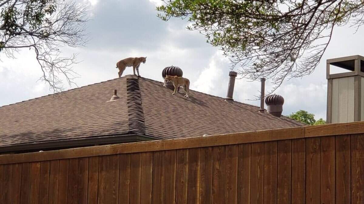 Miguel Solis recently took this image of two bobcats hanging out on a roof in Carrollton. Solis posted the image on social media.