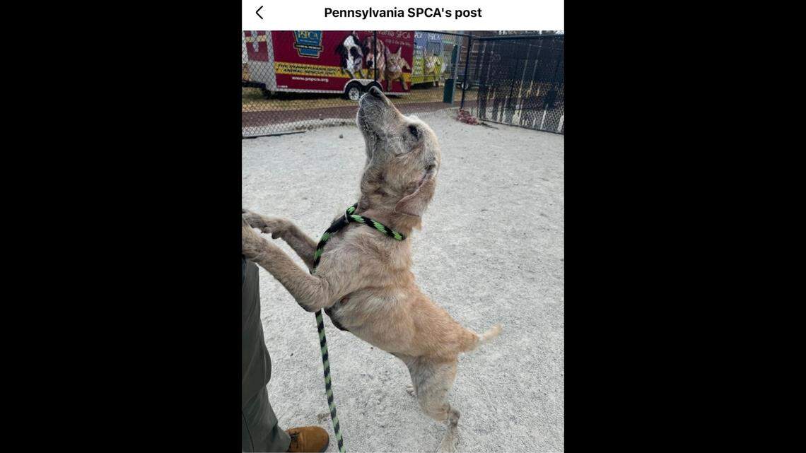 Piper’s fur is slowly starting to grow back