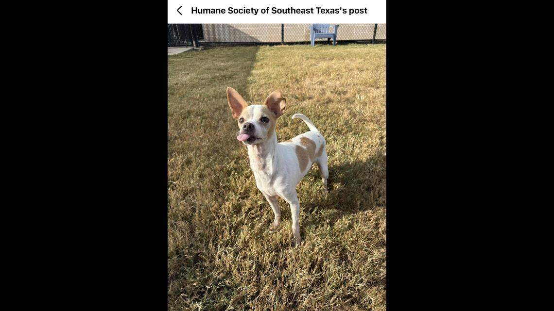 The sweet little old man loves to play