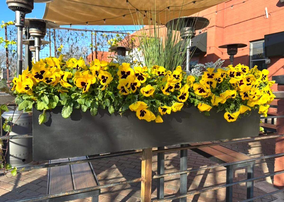 Pansies can be potted into containers for instant impact in winter as this patio restaurant in North Texas has done.