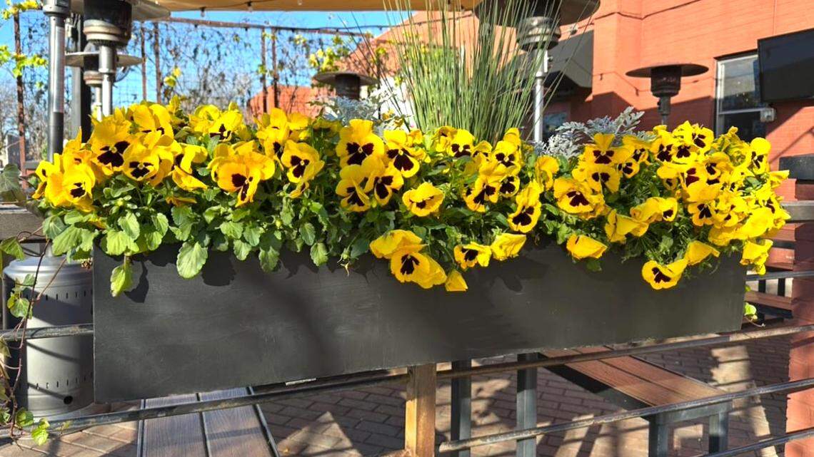 Here’s your winter to-do list for North Texas landscapes and gardens