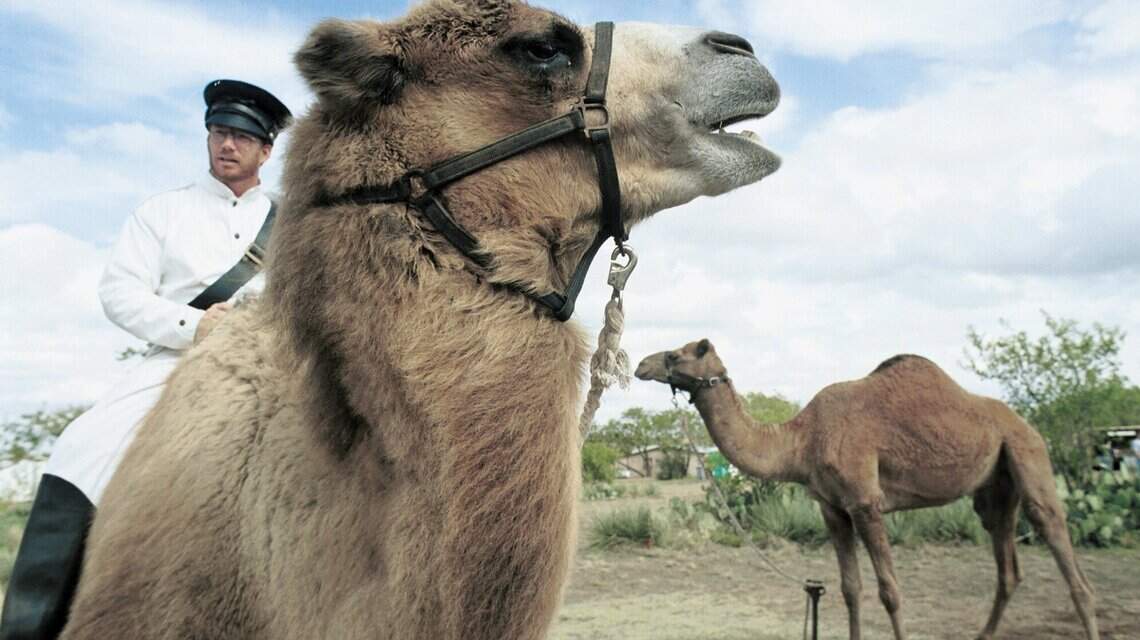 2010: Muslims’ history in America dates to Texas and 1856, and the Camel Corps