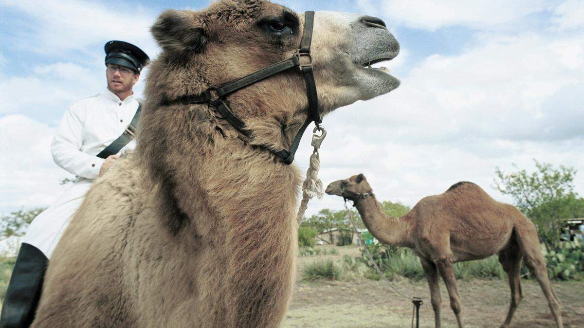 Doug Baum sits astride ‘Gobi’ and answers questions about his camels Saturday, Oct. 28, 2000, at the Fort Phantom Hill Rendezvous near Abilene, Texas. Baum, a former zookeeper heads the Texas Camel Corps with his wife, Trish, and keeps nine of the beasts on a small ranch near Waco, using them in educational programs and historical re-enactments. Baum’s ultimate goal is to establish a Texas Camel Trail, marking the route from Indianola along the coast to Camp Verde in the Hill Country that was used by the U.S. Cavalry in its brief flirtation with a camel corps during the 1800s. (AP Photo/Abilene Reporter-News, Ronald W. Erdrich)