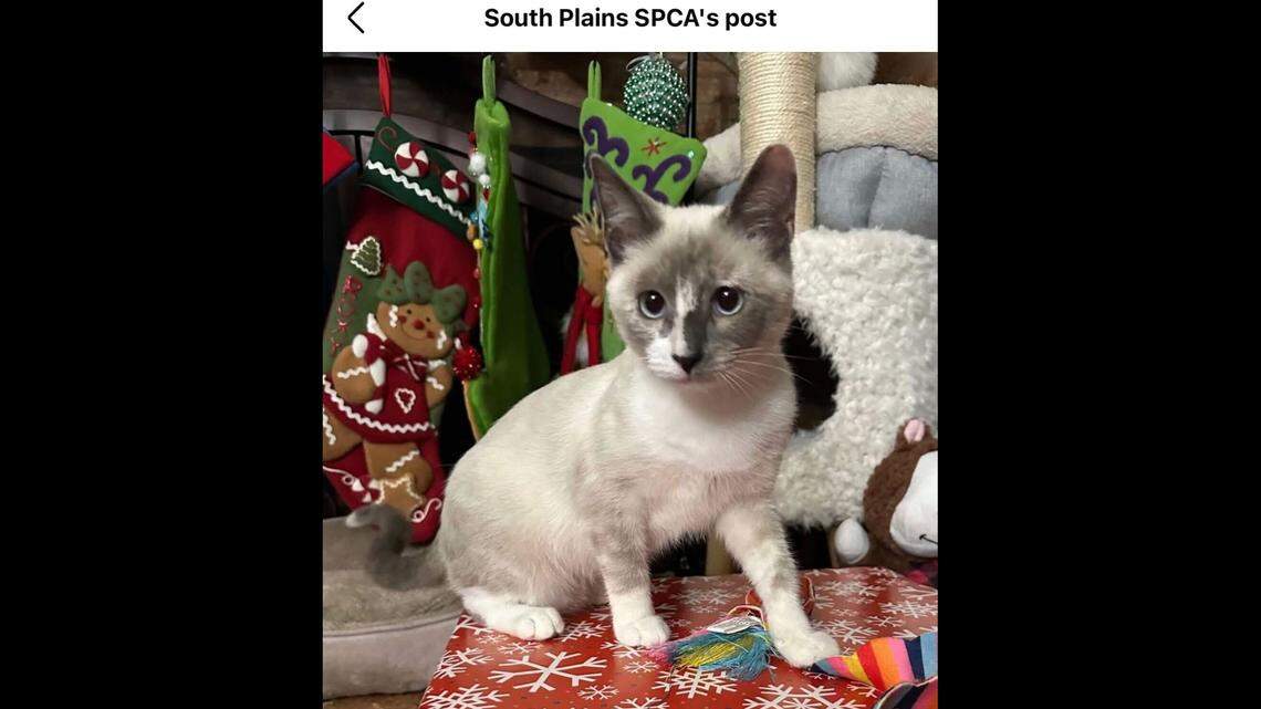 Stevie is ready for a forever home.