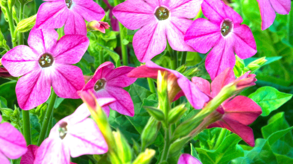 are tobacco plants annuals or perennials Annual Red Flowering From Flower Seeds How to Plant and Grow