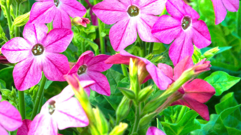 These overlooked flowering annuals deserve a chance in your North Texas landscape