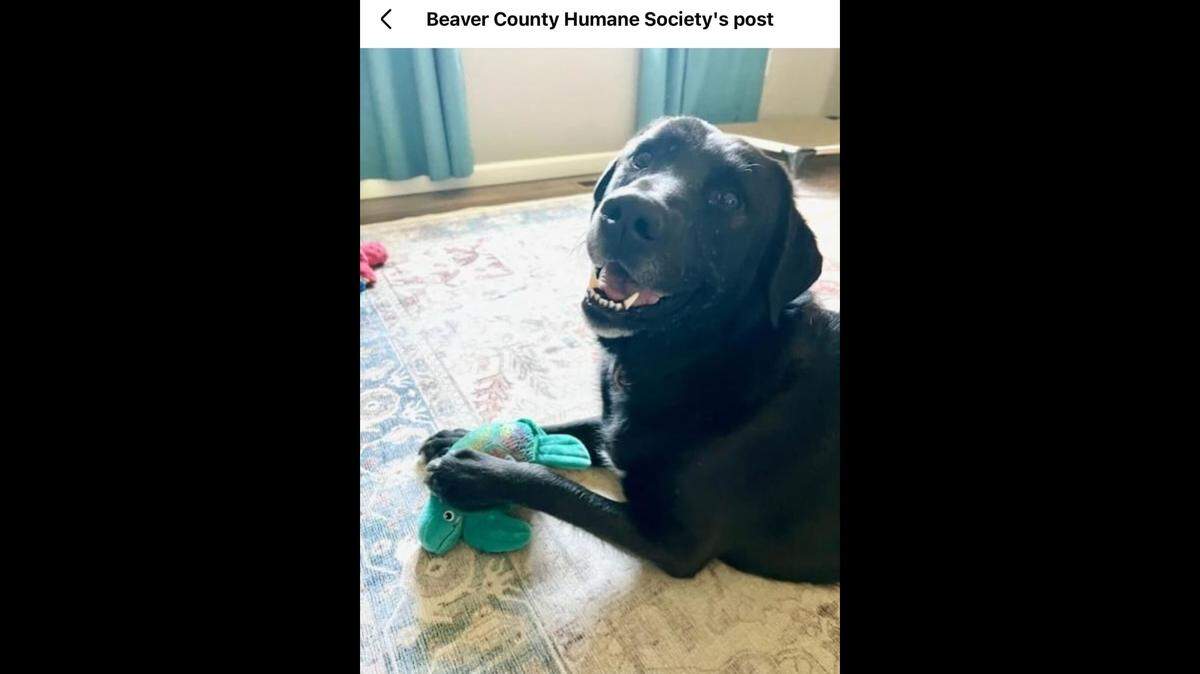 Guiness living his best life with his turtle squishy toy.