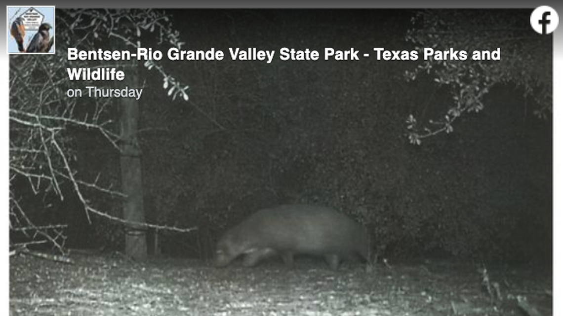 Officials shared a trail cam image of a “mystery animal” in Texas.