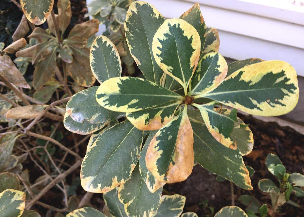 Variegated pittosporum didn’t make it through a recent winter at the Sperry house even under protection.