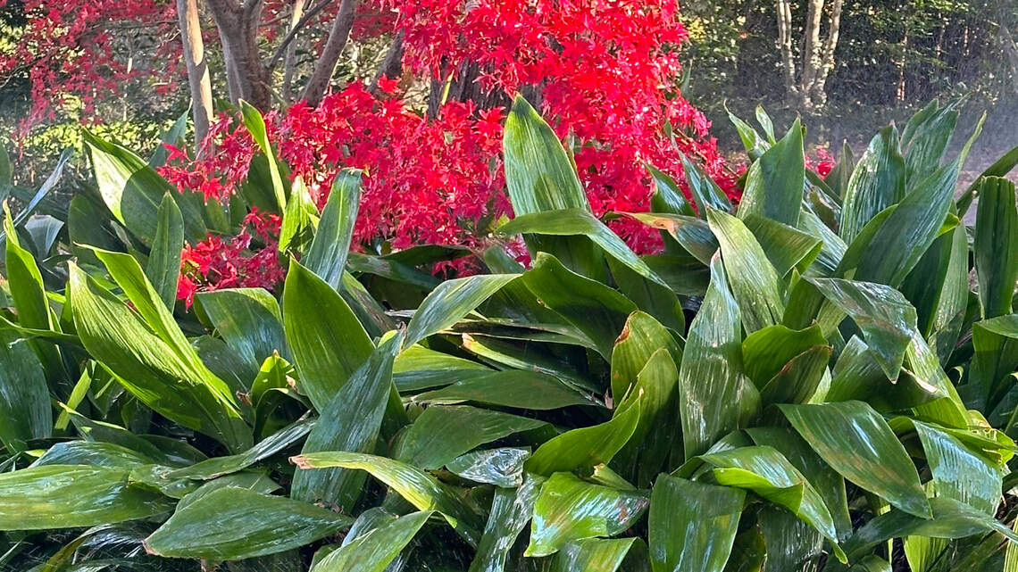 Why you shouldn’t put off these year-end tasks for North Texas gardeners