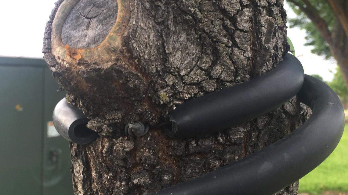 Soon tree trunks’ beauty will shine. Here’s how to protect them