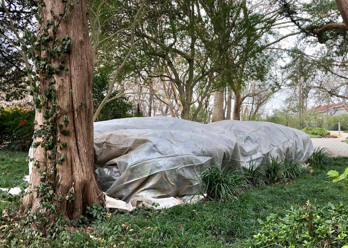 Frost cloths give 7 or 8 degrees of additional protection. They stop the winter winds while allowing the sun’s warming rays and rain to penetrate them. 