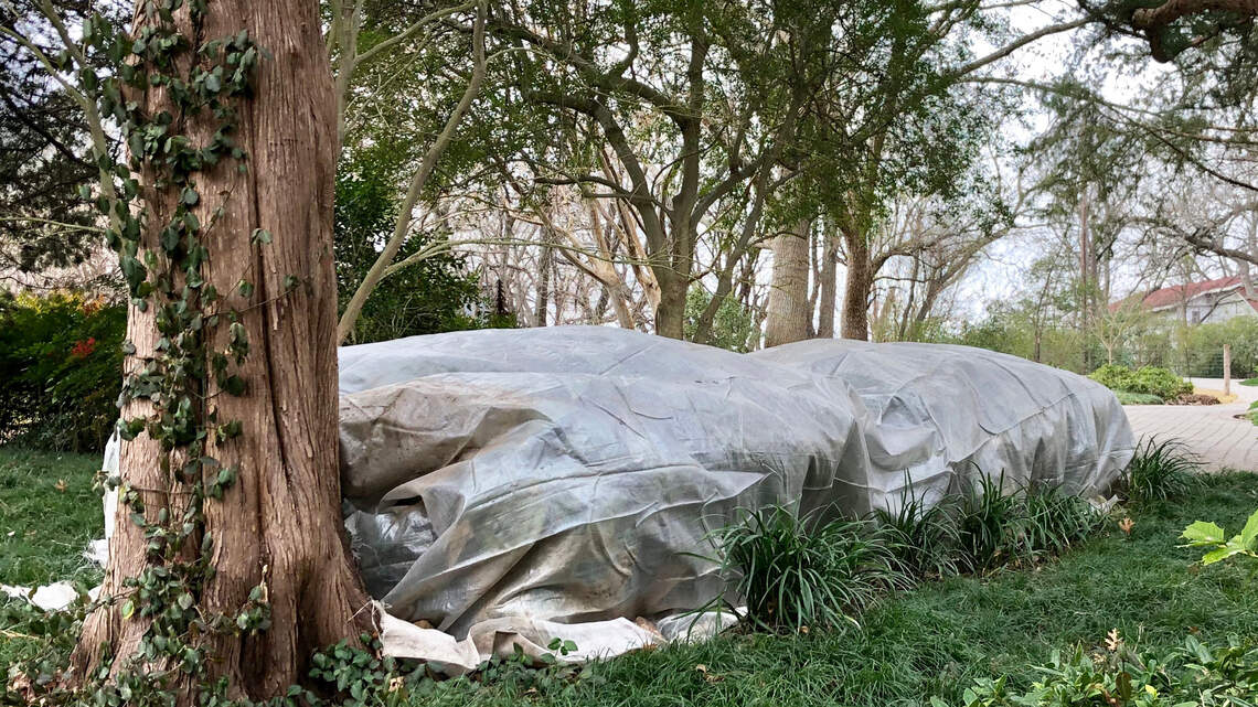 Gardening tasks in January? Yes, here are 10 tasks for North Texas landscapes